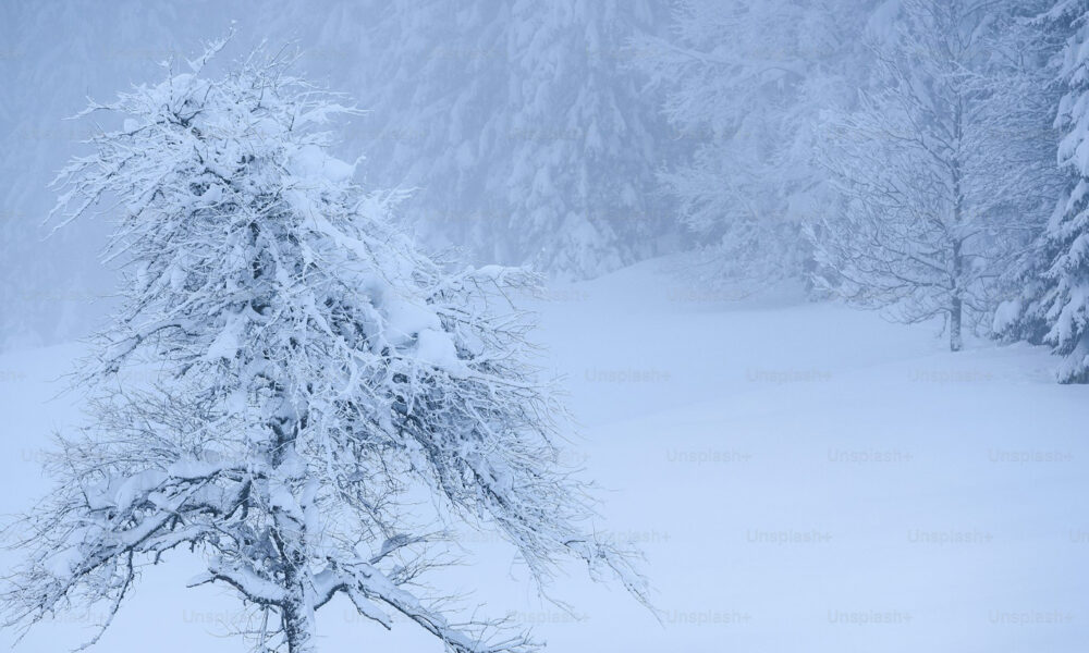 Snowfall - Nature’s Silent Wonder – Understanding the Science, Beauty, and Impact of Snow