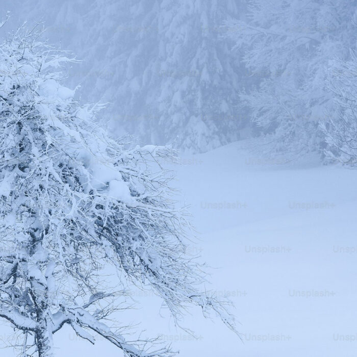 Snowfall - Nature’s Silent Wonder – Understanding the Science, Beauty, and Impact of Snow